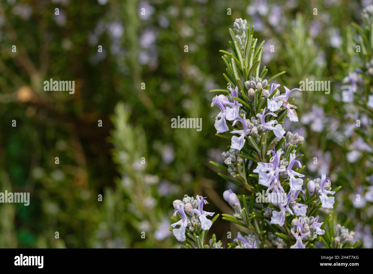 Flowers of rosemary (Rosmarinus officinalis) in the blurred background Stock Photo