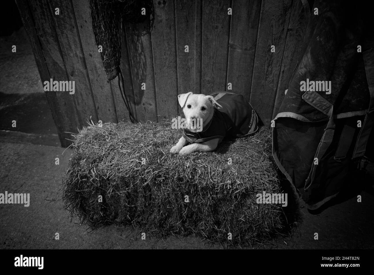 UNITED STATES - 11-04-21: Michelle St. Onge whip for Piedmont Fox Hounds has a 4 a.m. curtain call to get the horses all cleaned and braided up for to Stock Photo