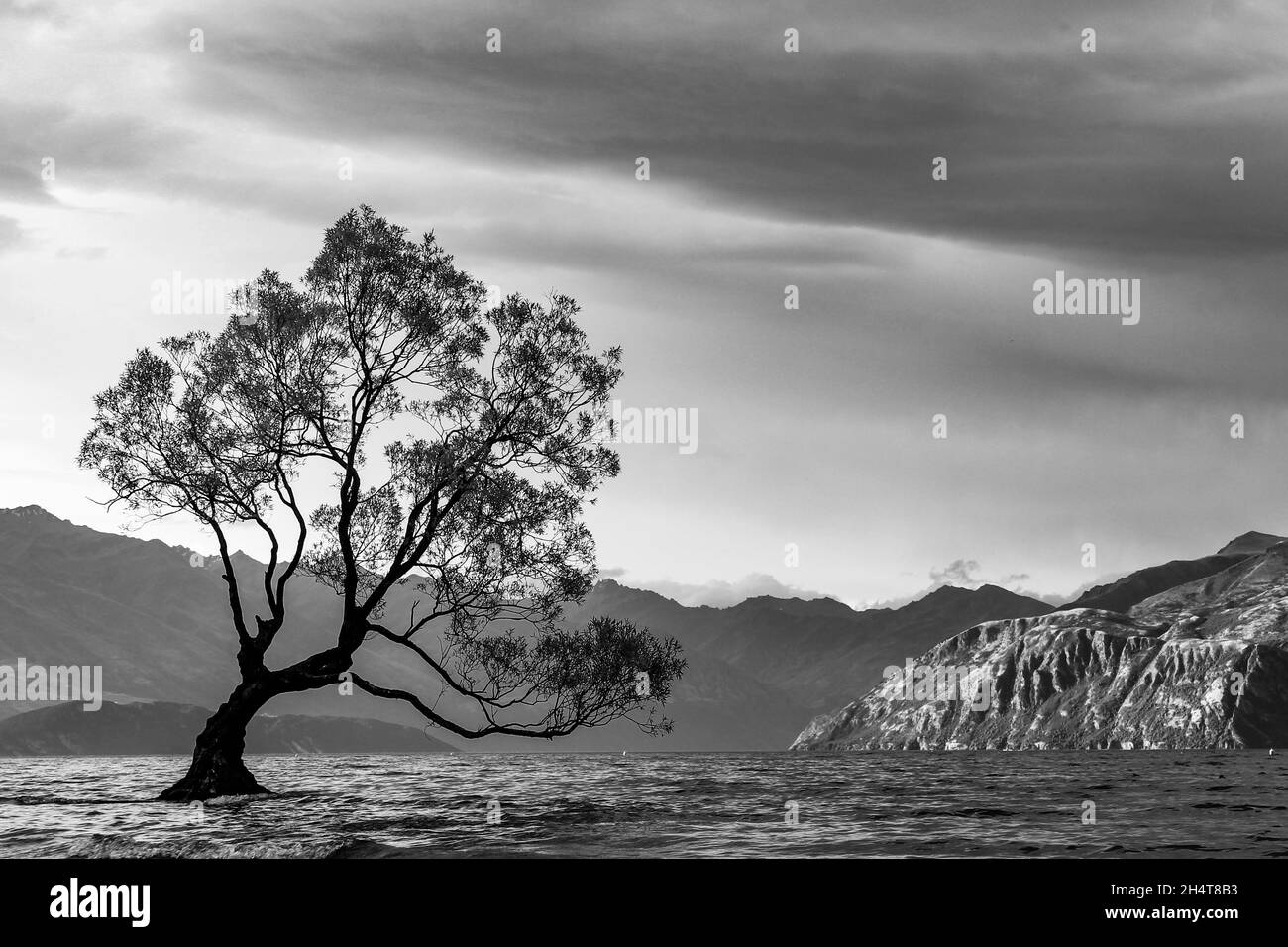 Grayscale of a tree in a sea under the cloudy sky Stock Photo