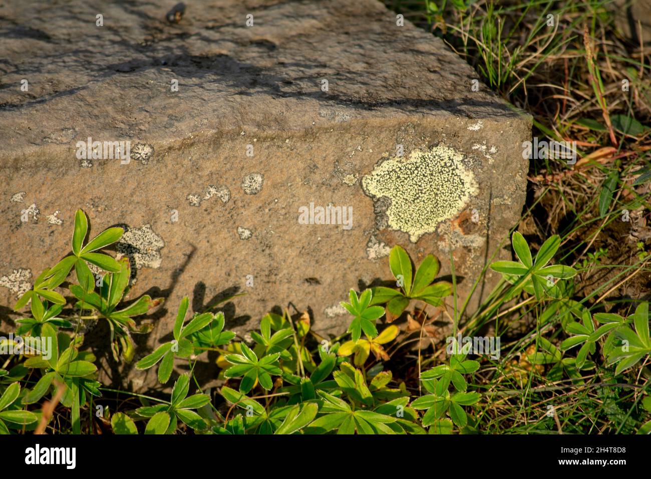 Closeup of lichen growing on a rock at Detifoss waterfall Diamond Circle Stock Photo