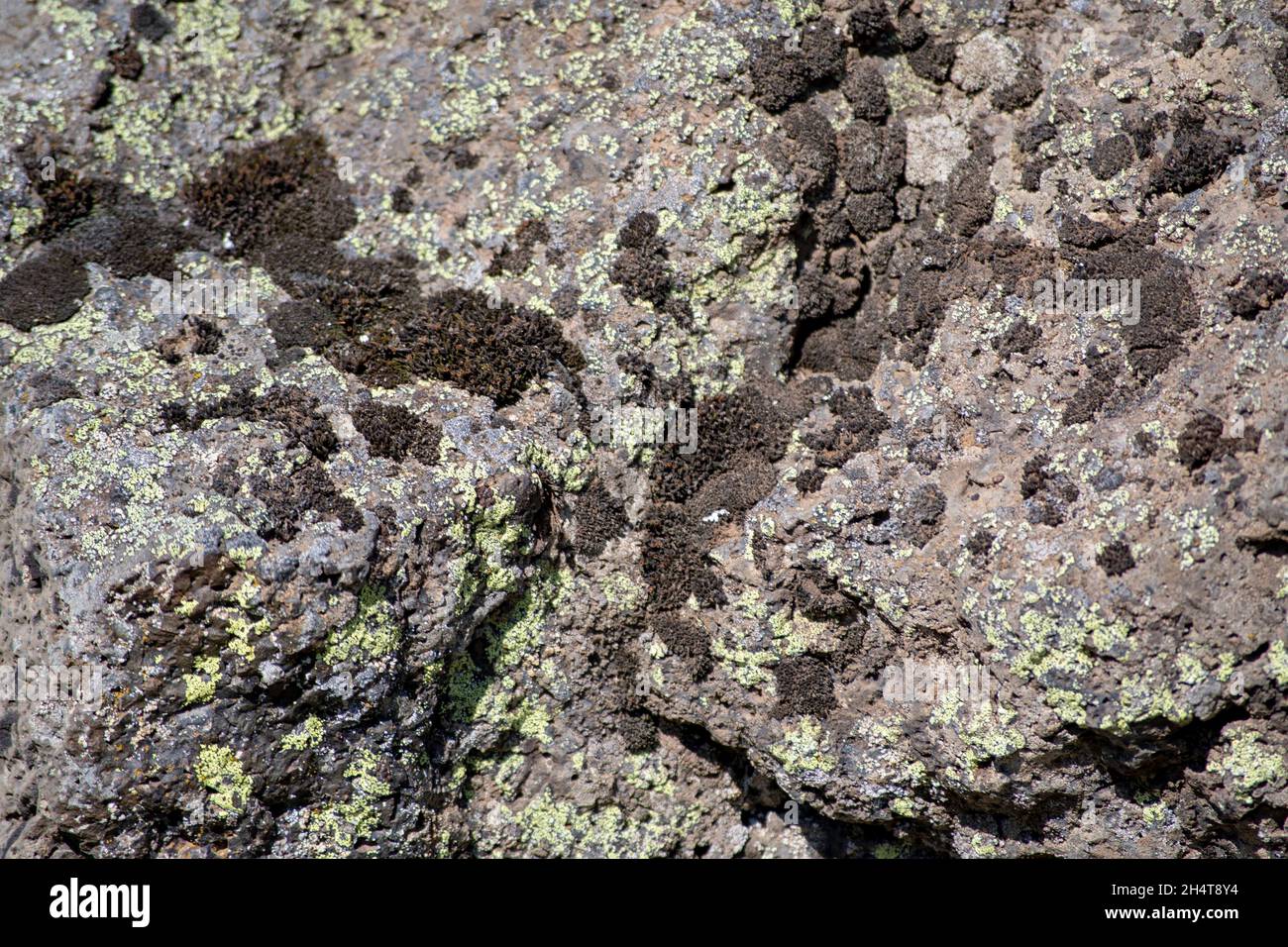 Closeup of lichen growing on a rock at Detifoss waterfall Iceland Stock Photo