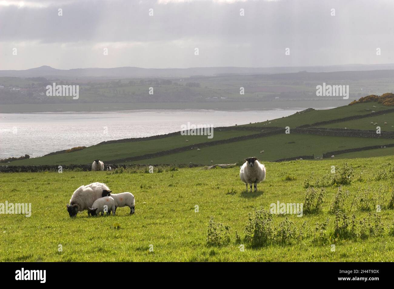 sheep grazing on hillside with view of Wigtown Bay in distance; Dumfries & Galloway, Scotland Stock Photo