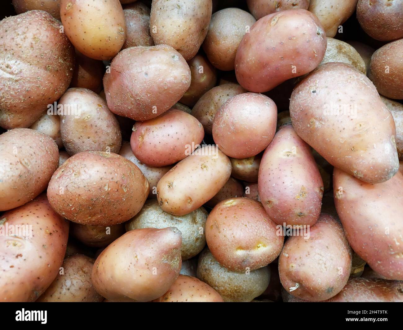 Potatoes on the market, organic vegetables. Harvest concept Stock Photo