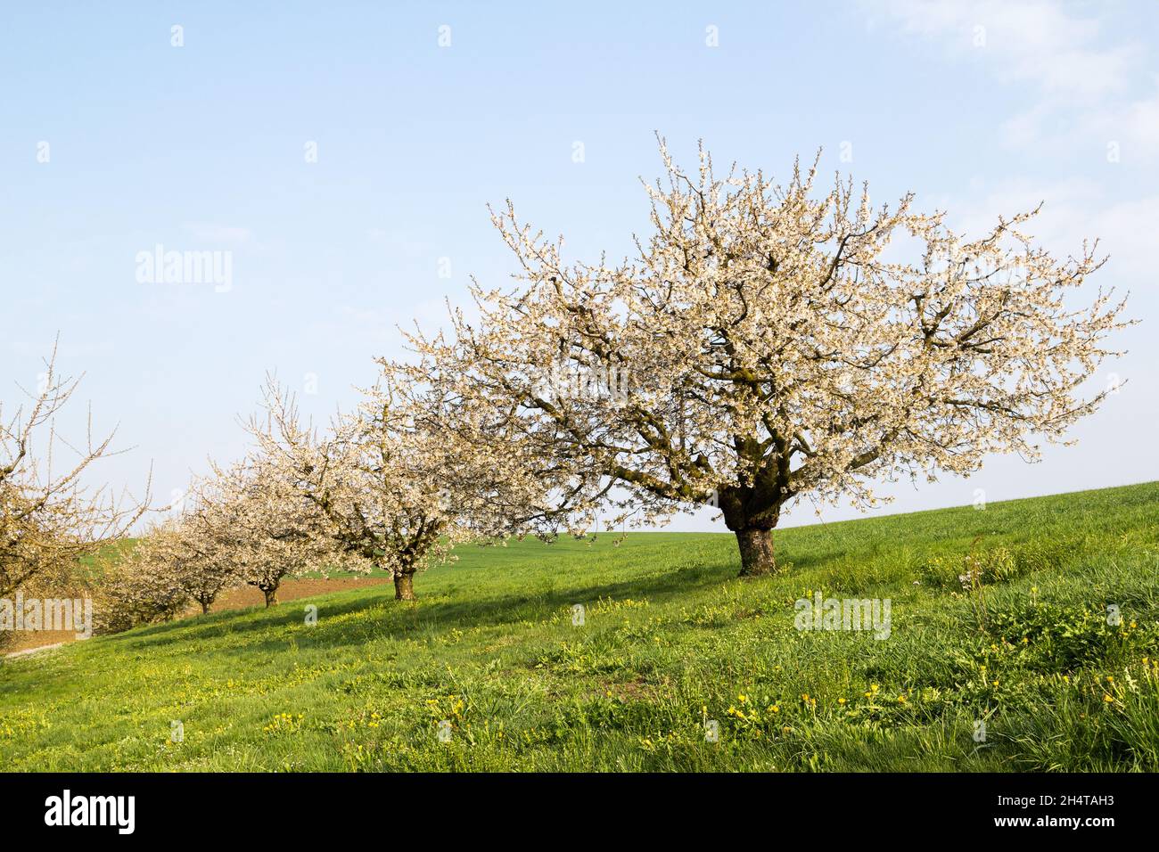 Blooming cherry tree with white flower blossom, in the morning soft ...