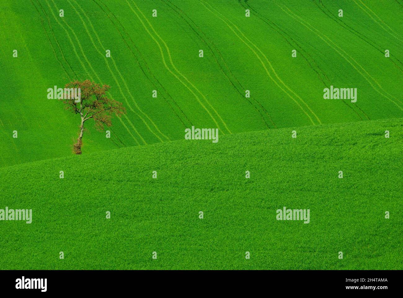 Green Tree Countryside Tree in the green countryside in spring Stock Photo - Alamy