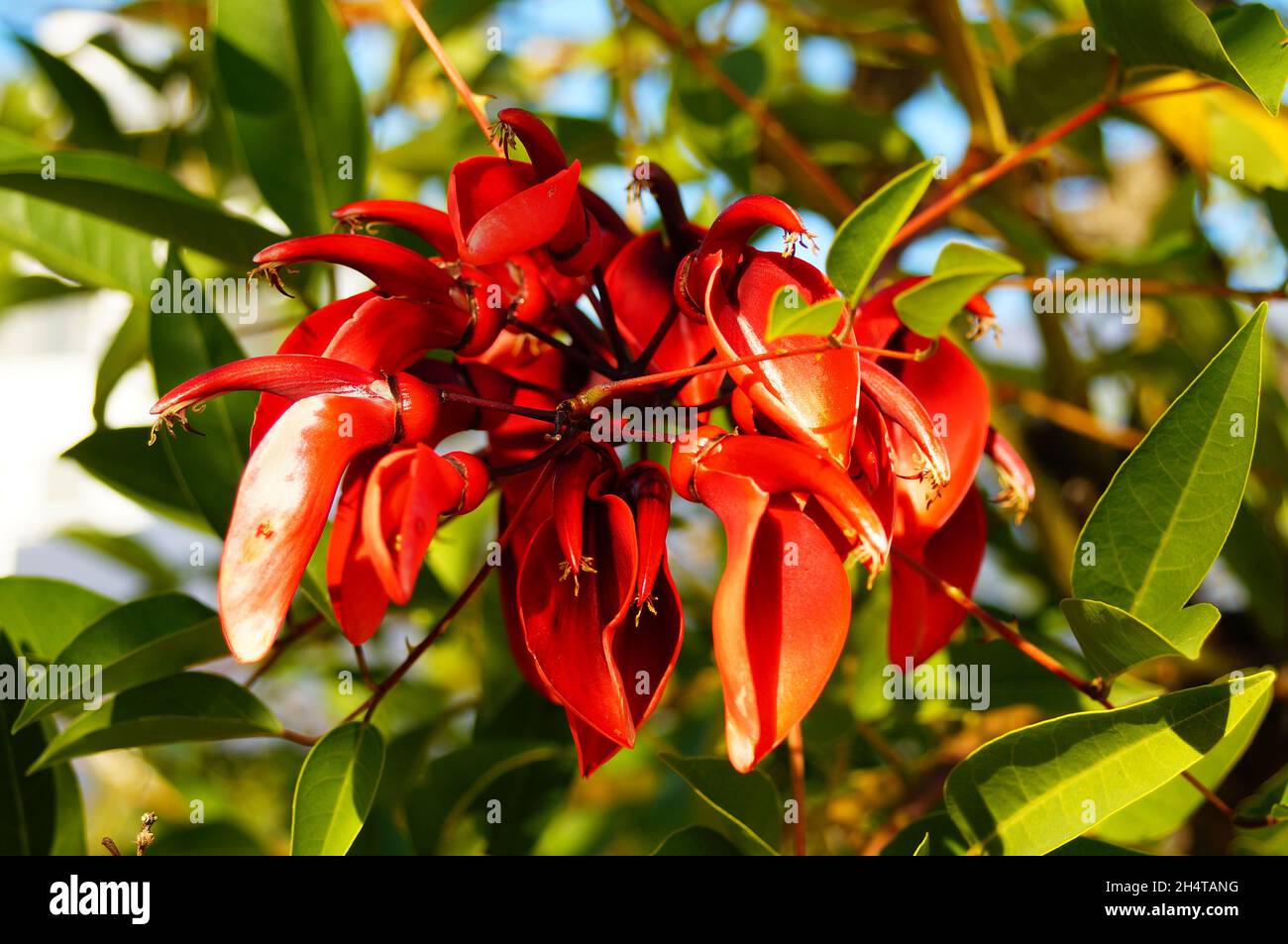 Flowers of the cockspur coral tree Stock Photo
