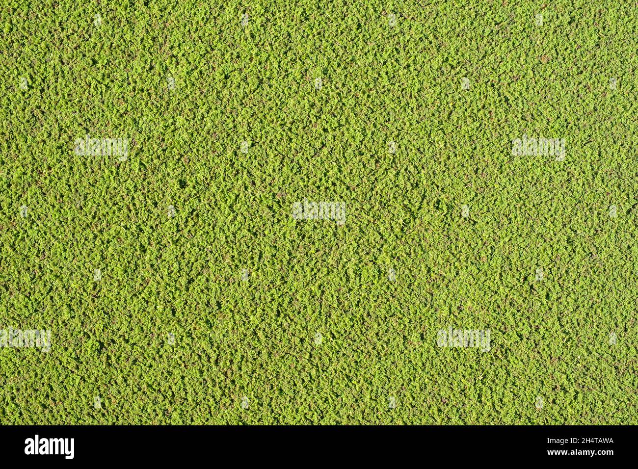 Green background of a water surface completely covered with duckweed Stock Photo