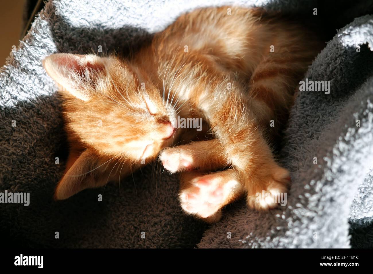 Overhead view cute little kitten sleeping indoor Stock Photo