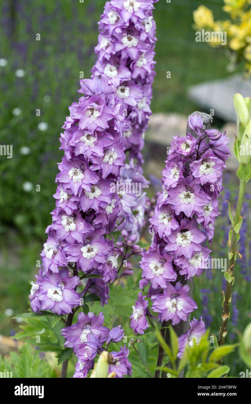Purple Delphinium Flower in Garden Stock Photo Alamy