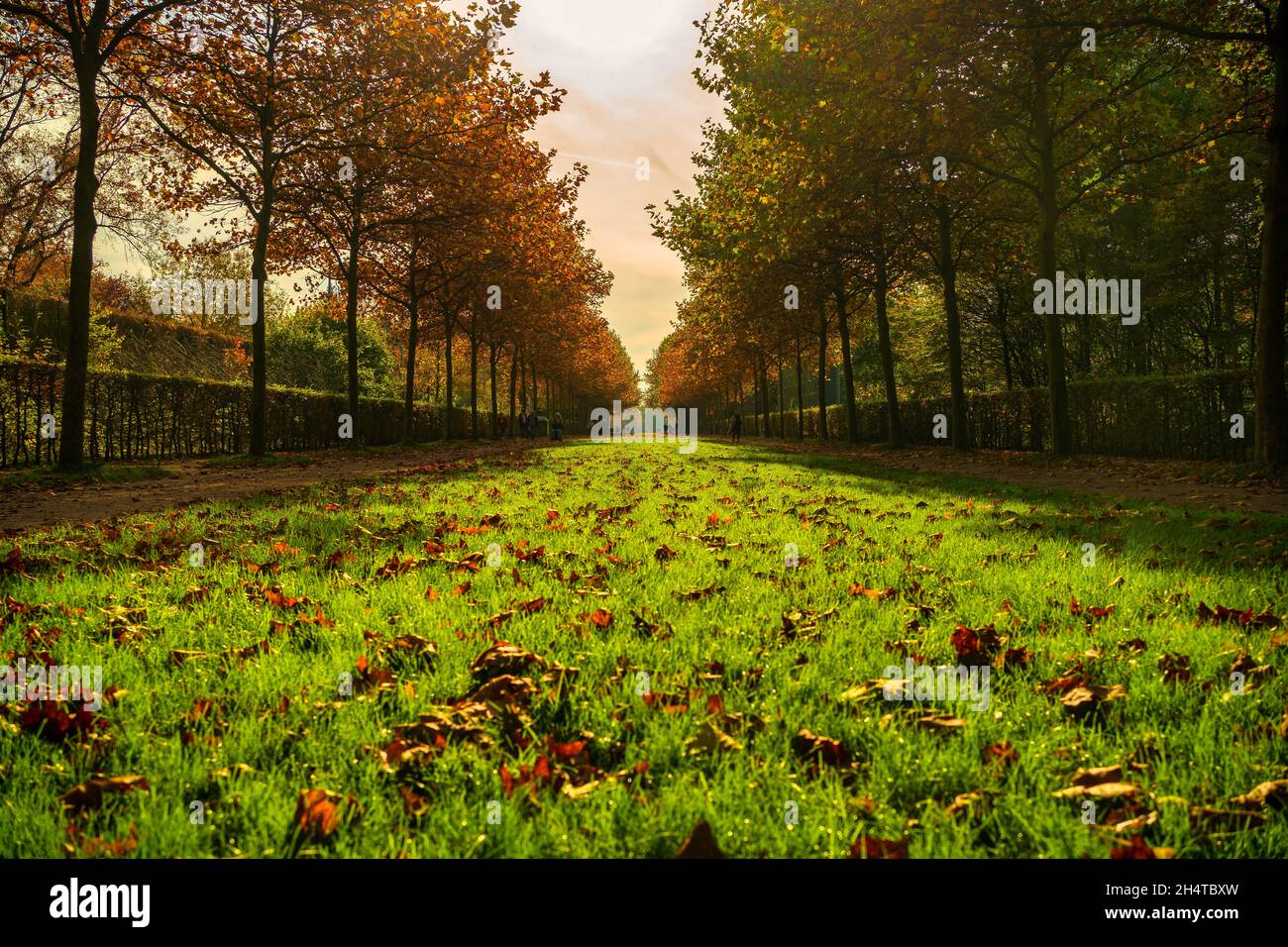 Autumn Park Tree Alley with fallen Leaves Stock Photo - Alamy
