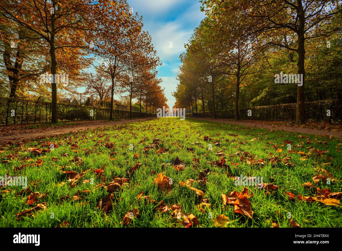 Autumn Park Tree Alley with fallen Leaves Stock Photo - Alamy