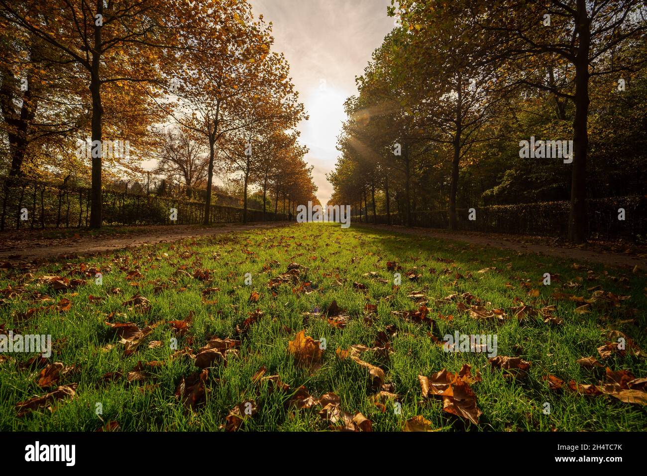 Autumn Park Tree Alley with fallen Leaves Stock Photo - Alamy