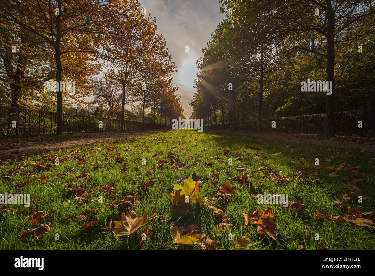 Autumn Park Tree Alley with fallen Leaves Stock Photo - Alamy