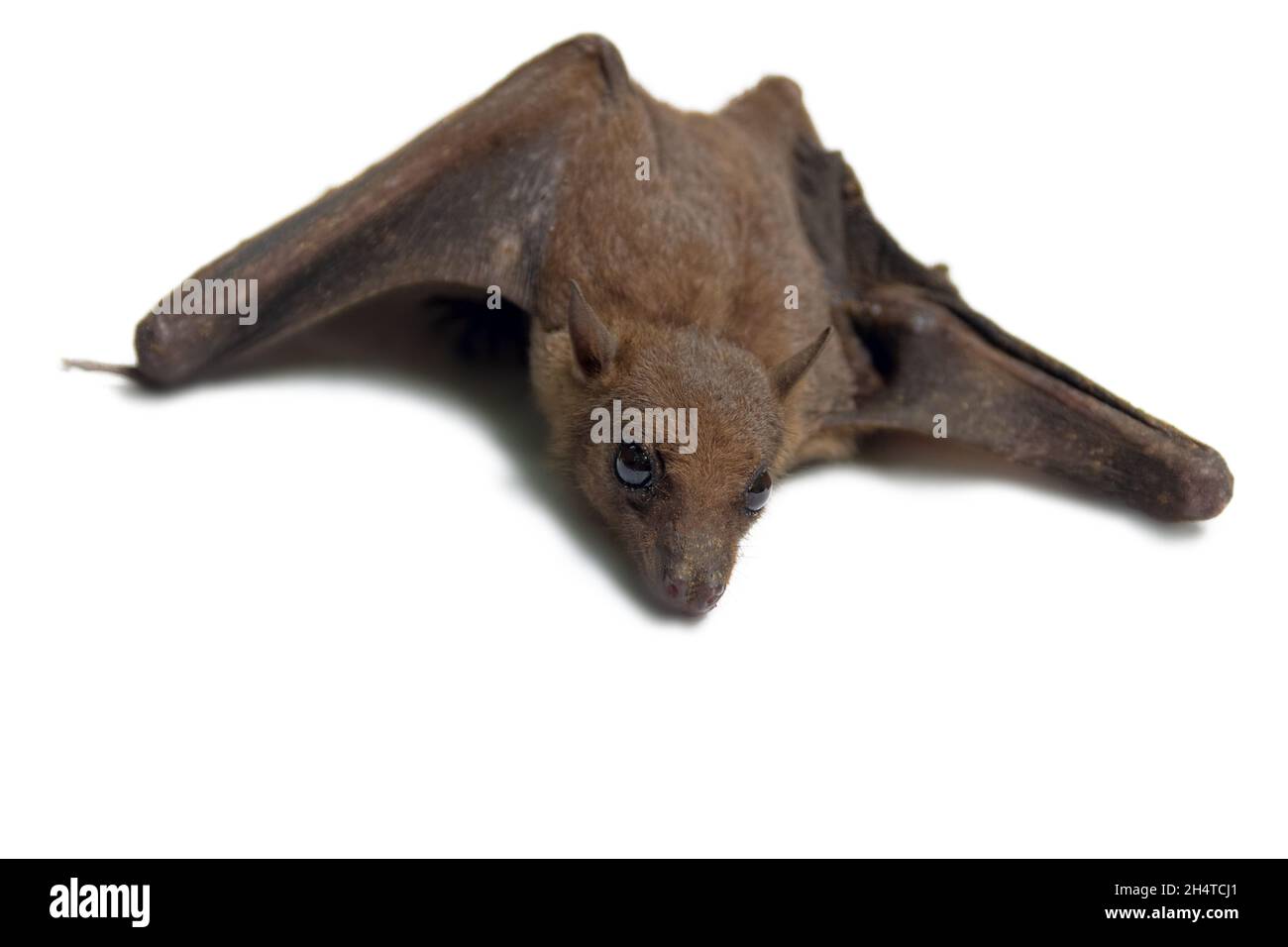 Young flying Fox on white background isolated Stock Photo
