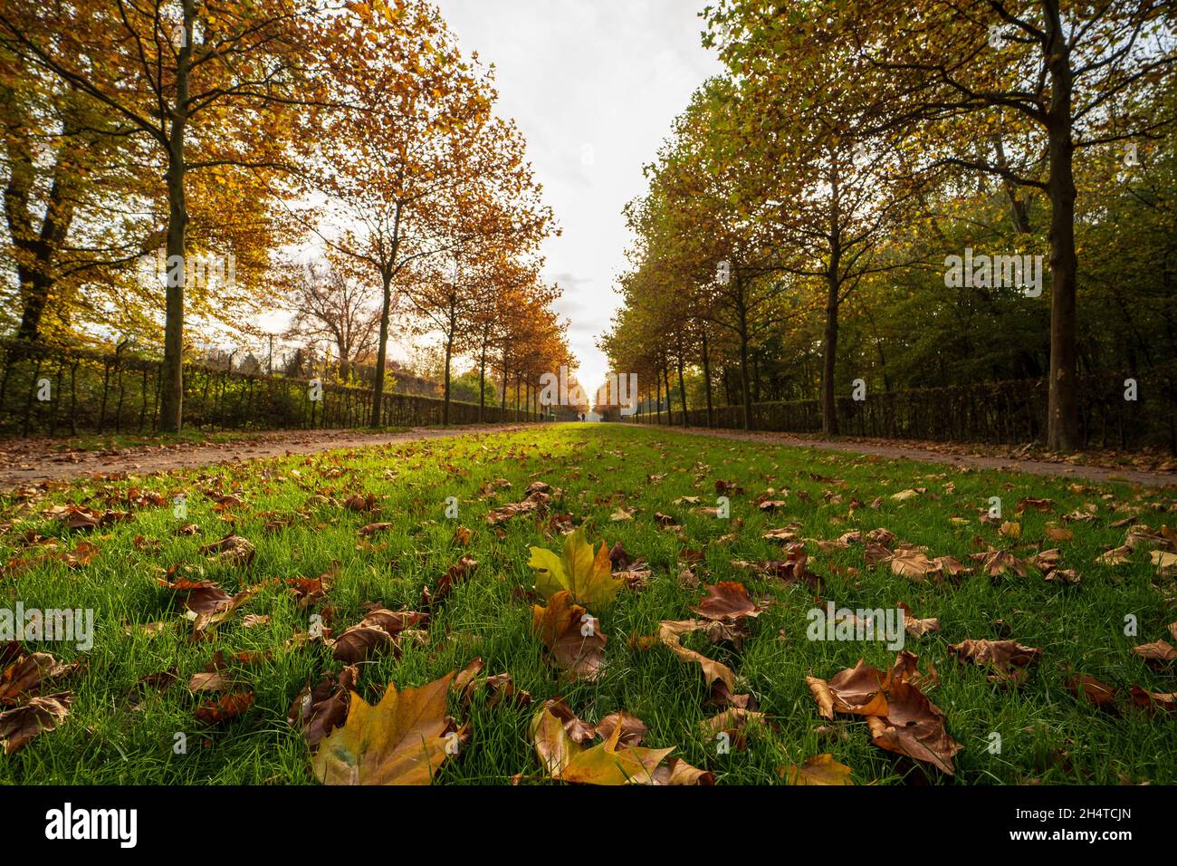 Autumn Park Tree Alley with fallen Leaves Stock Photo - Alamy