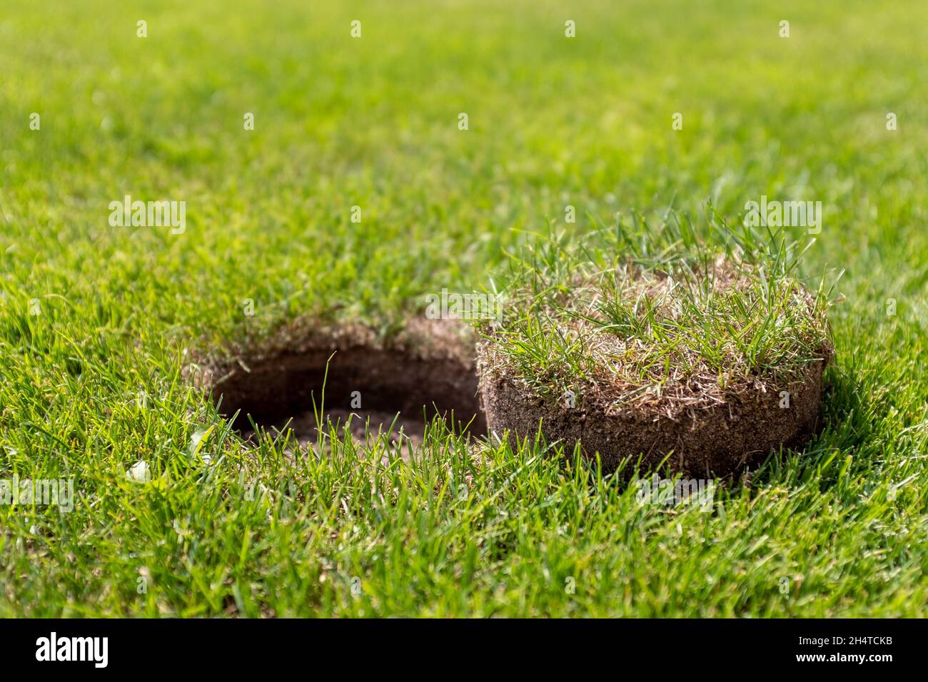 local repair of turf at the football field Stock Photo - Alamy
