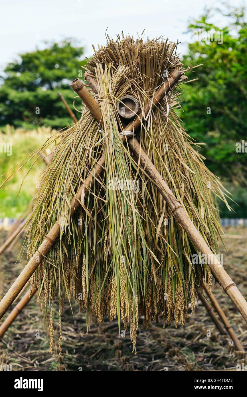 Vertical shot of a harvested rice bundle on the rice field during the ...