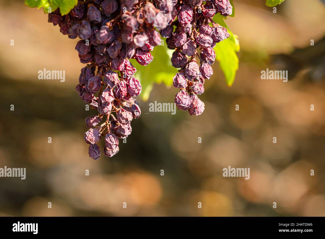 Trollinger grapes in autumn in the blurred background with bokeh lights Stock Photo
