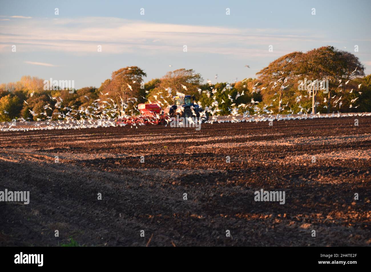 Gulls flock for rich pickings as a farmer rotivates his field. Stock Photo