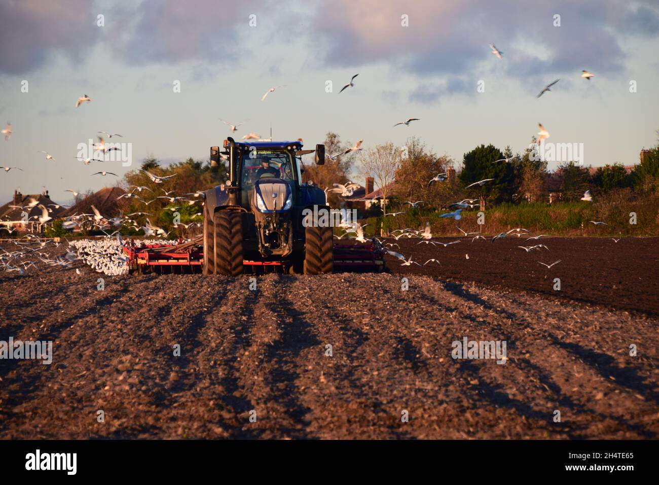 Gulls flock for rich pickings as a farmer rotivates his field. Stock Photo