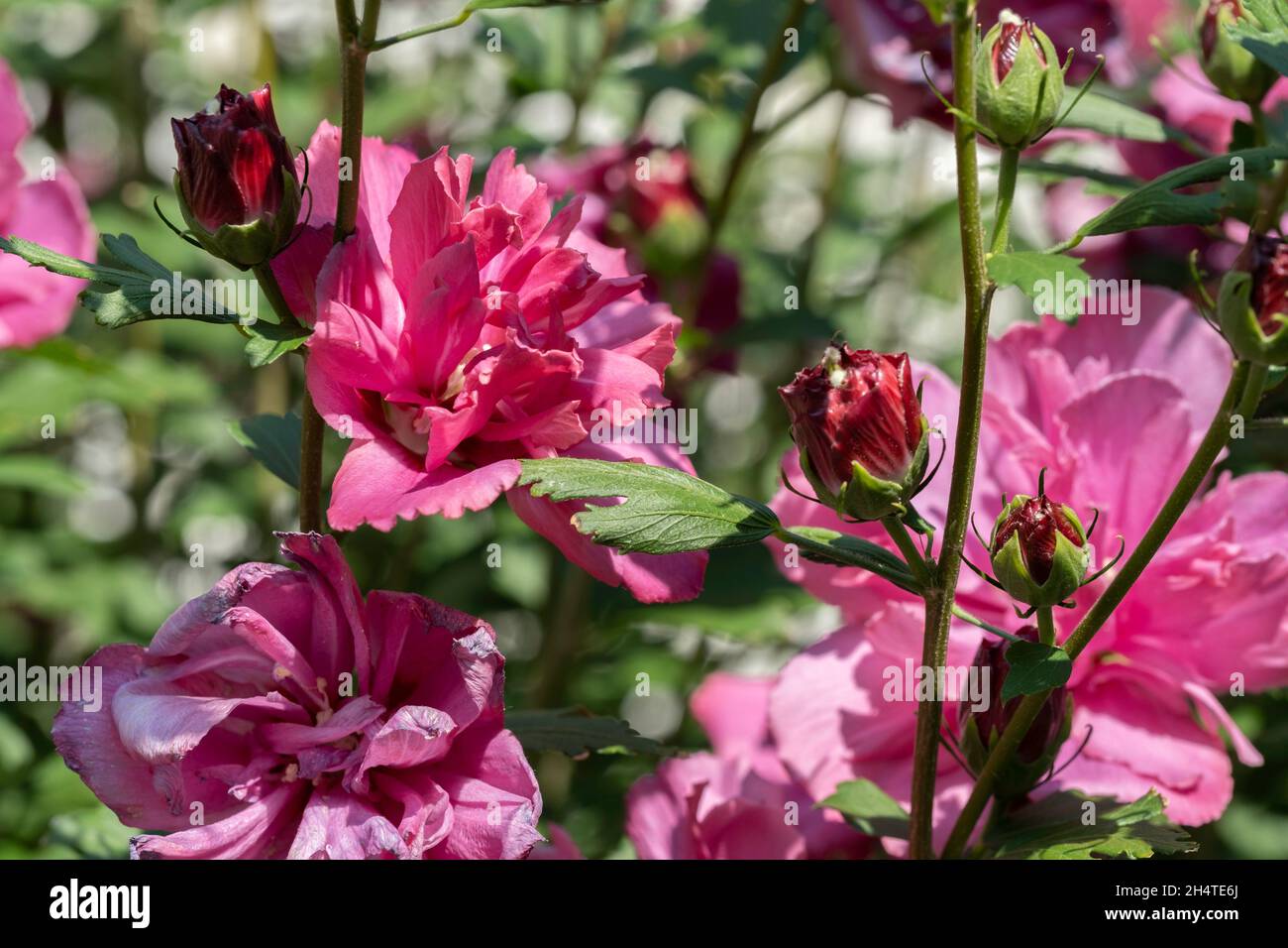 Closeup of pink Rose of Sharon 'Lucy', althea. Hibiscus syriacus. Kansas, USA. Stock Photo