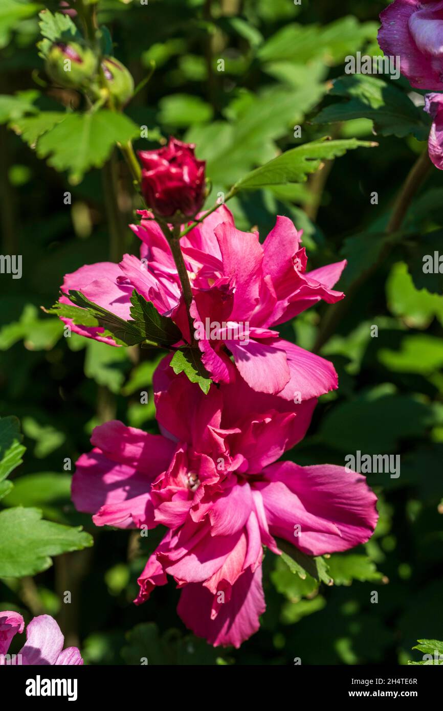 Rose of Sharon, Althea, Hibiscus syriacus 'Lucy' pink double petaled flower in bloom with buds. Kansas, USA. Stock Photo