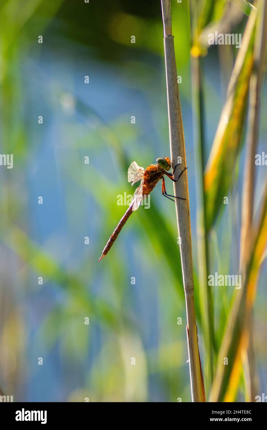 Vertical shot of an Odonata sitting on a stem Stock Photo - Alamy