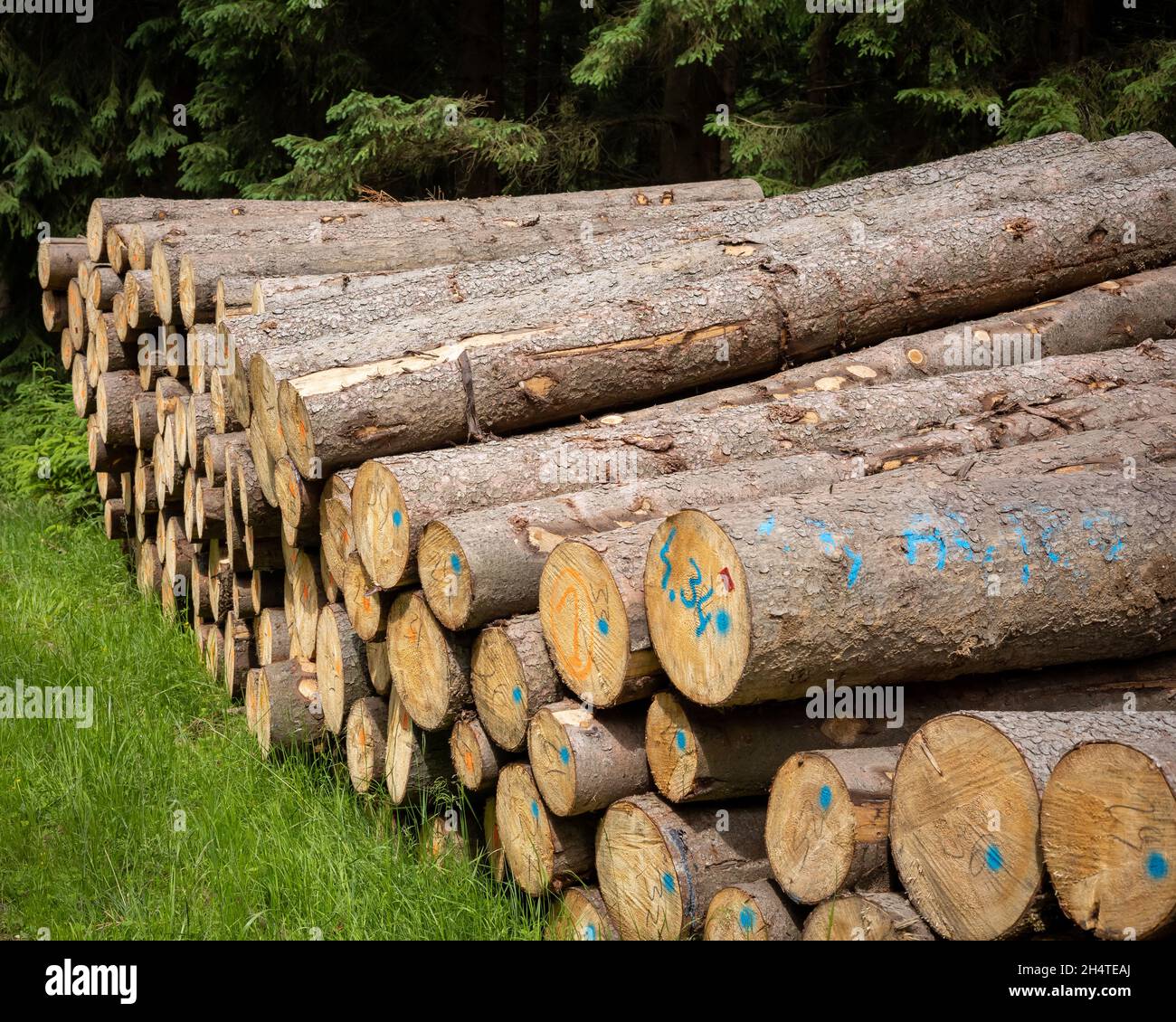Pile of wood pine timber stacked outdoors Stock Photo Alamy