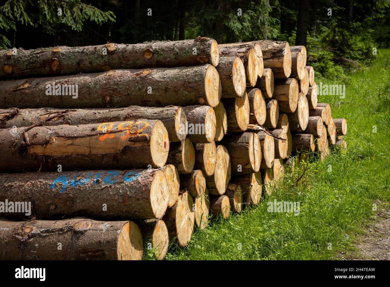 Pile of wood pine timber stacked outdoors Stock Photo Alamy