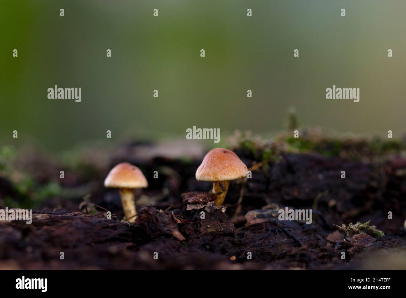 Fungi In An Autumn Environment Stock Photo