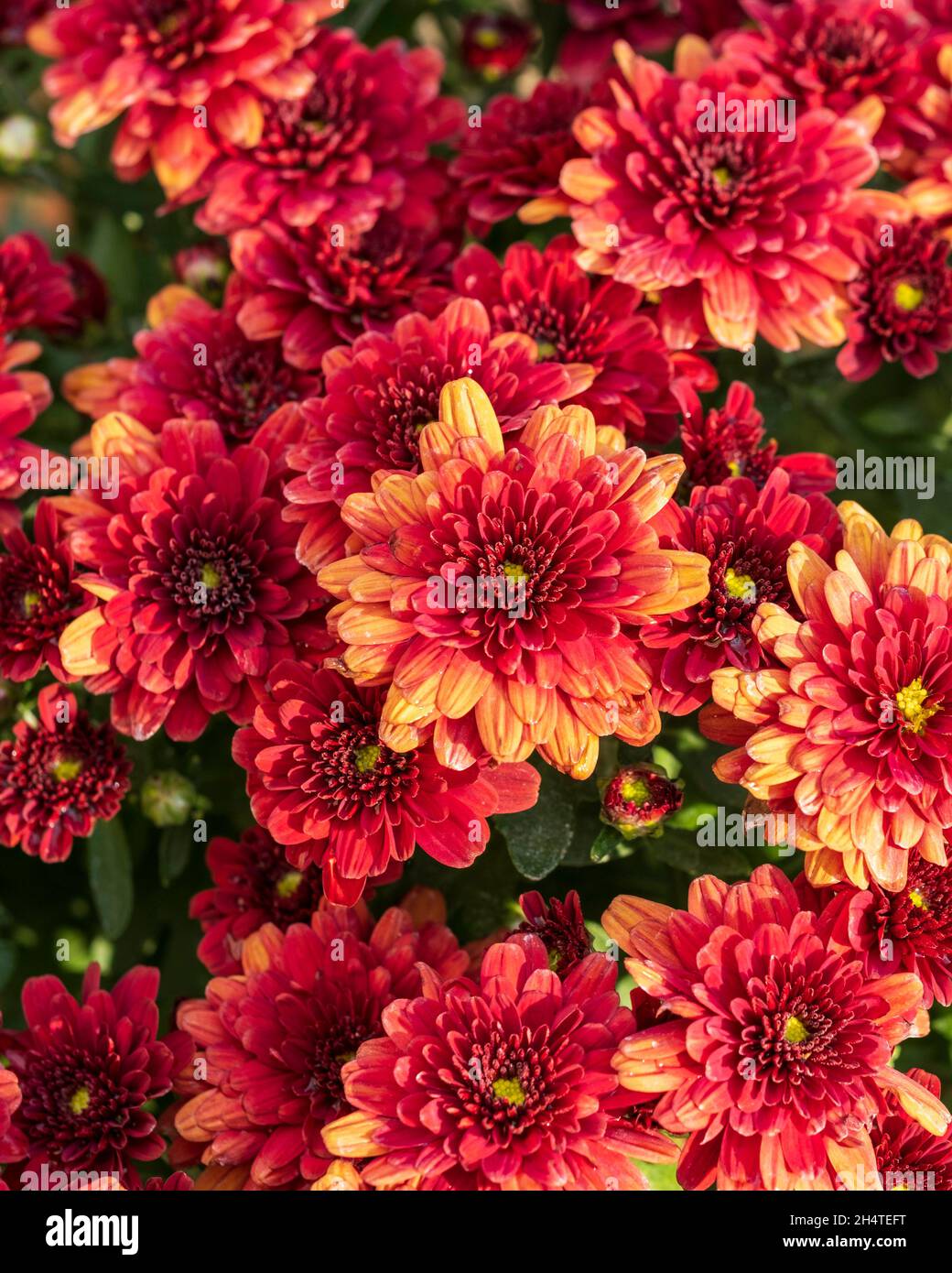 Chrysanthemums 'Autumn Bronze', Chrysanthemum rubellum, blooming in Autumn. Kansas, USA Stock Photo