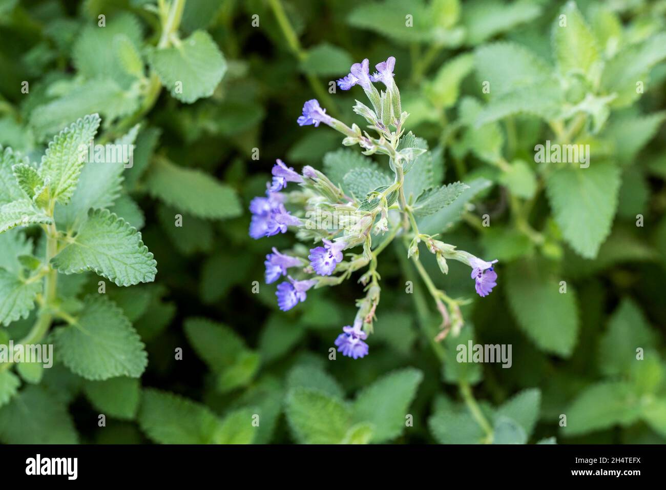 Single catmint flower cluster, Nepeta x faassenii, beginning to bloom in the spring. Kansas, USA. Stock Photo