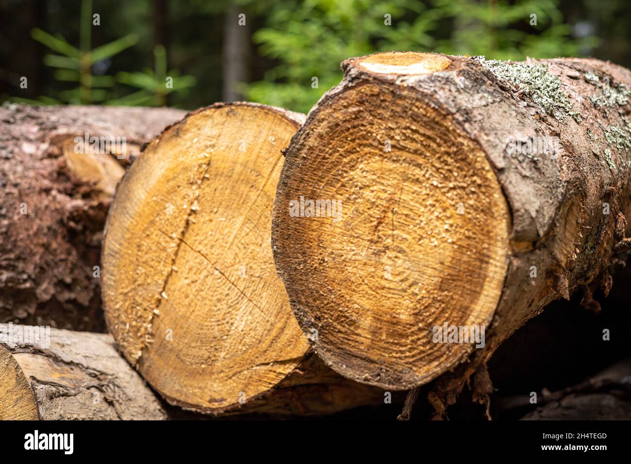 Pile of wood pine timber stacked outdoors Stock Photo Alamy