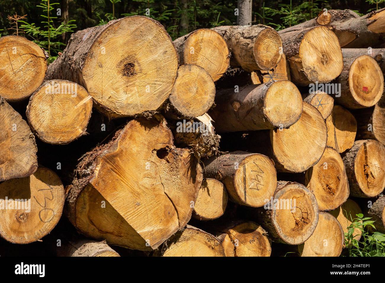 Pile of wood pine timber stacked outdoors Stock Photo Alamy