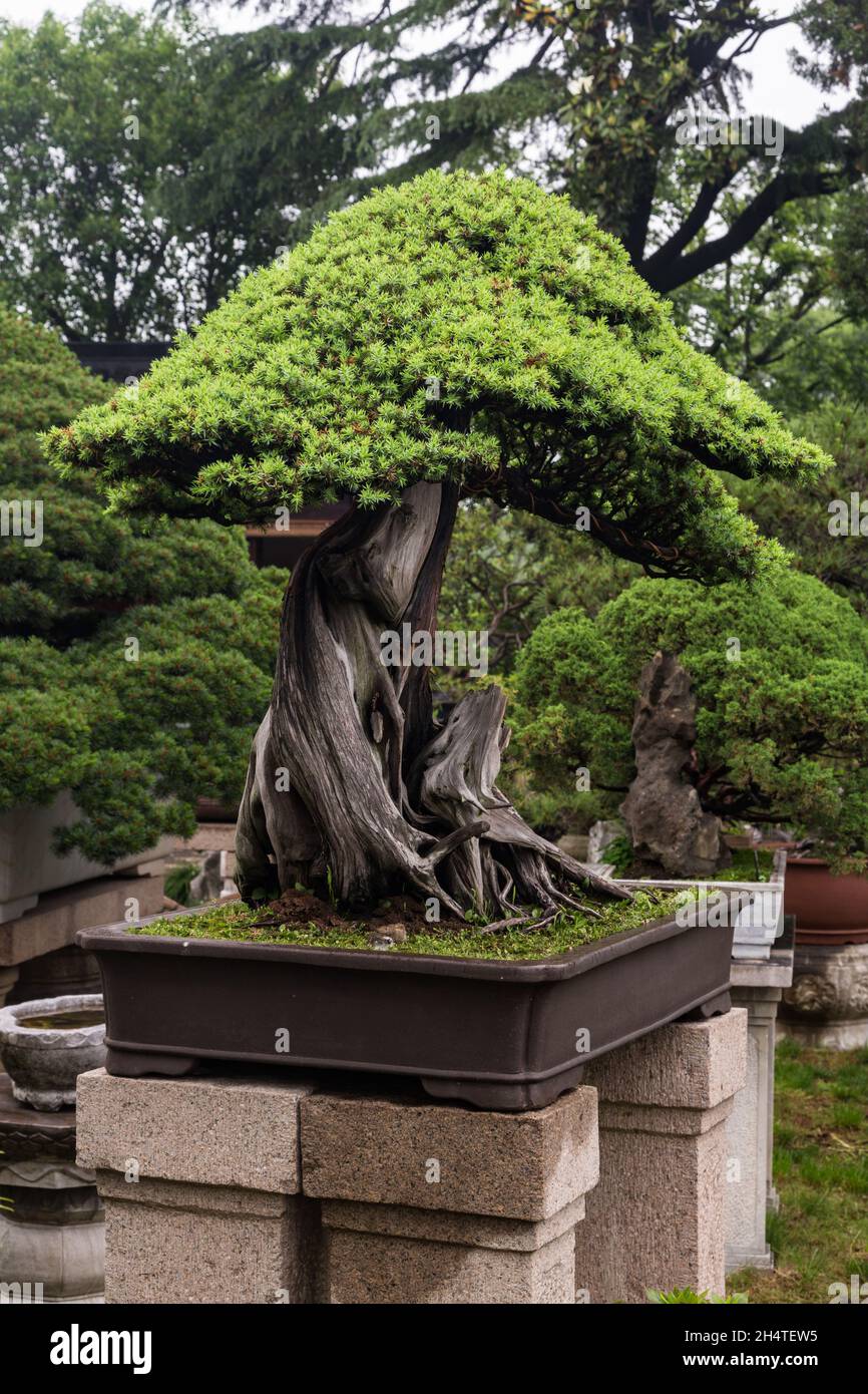 levitating bonsai Levitating Air Bonsai Pot Rotation Flower Pot Planters Magnetic Suspension Floating Pot Potted Plant Home Decor SPAIN / Walnut base / AU Plug main image 0