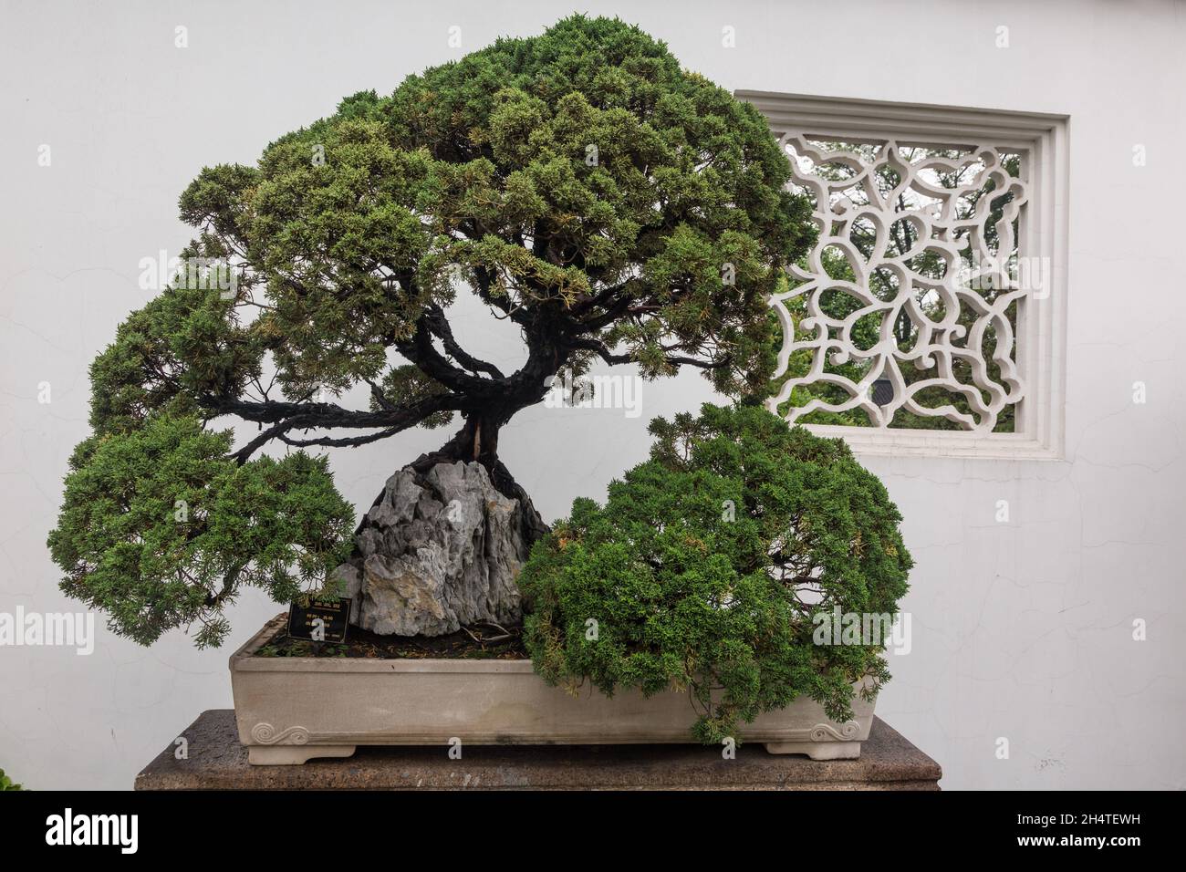 An evergreen bonsai tree n the Humble Administrator's Garden in Suzhou