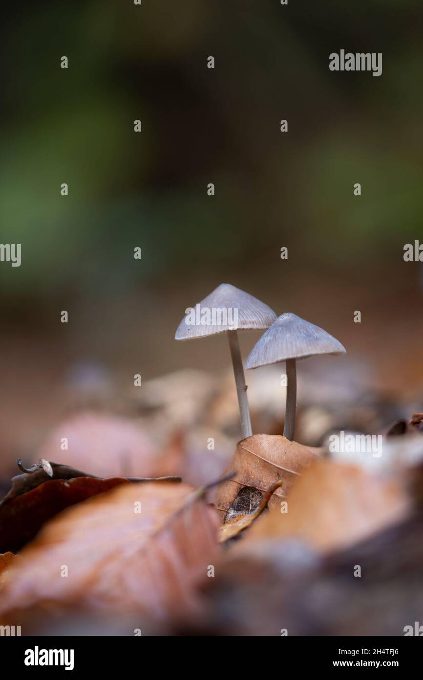 Fungi In An Autumn Environment Stock Photo