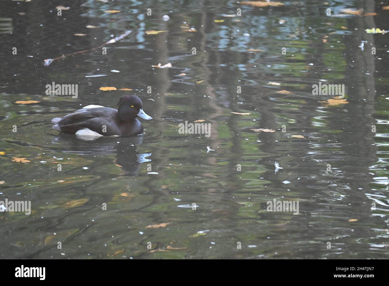 Black Duck is swimming on Sea Stock Photo