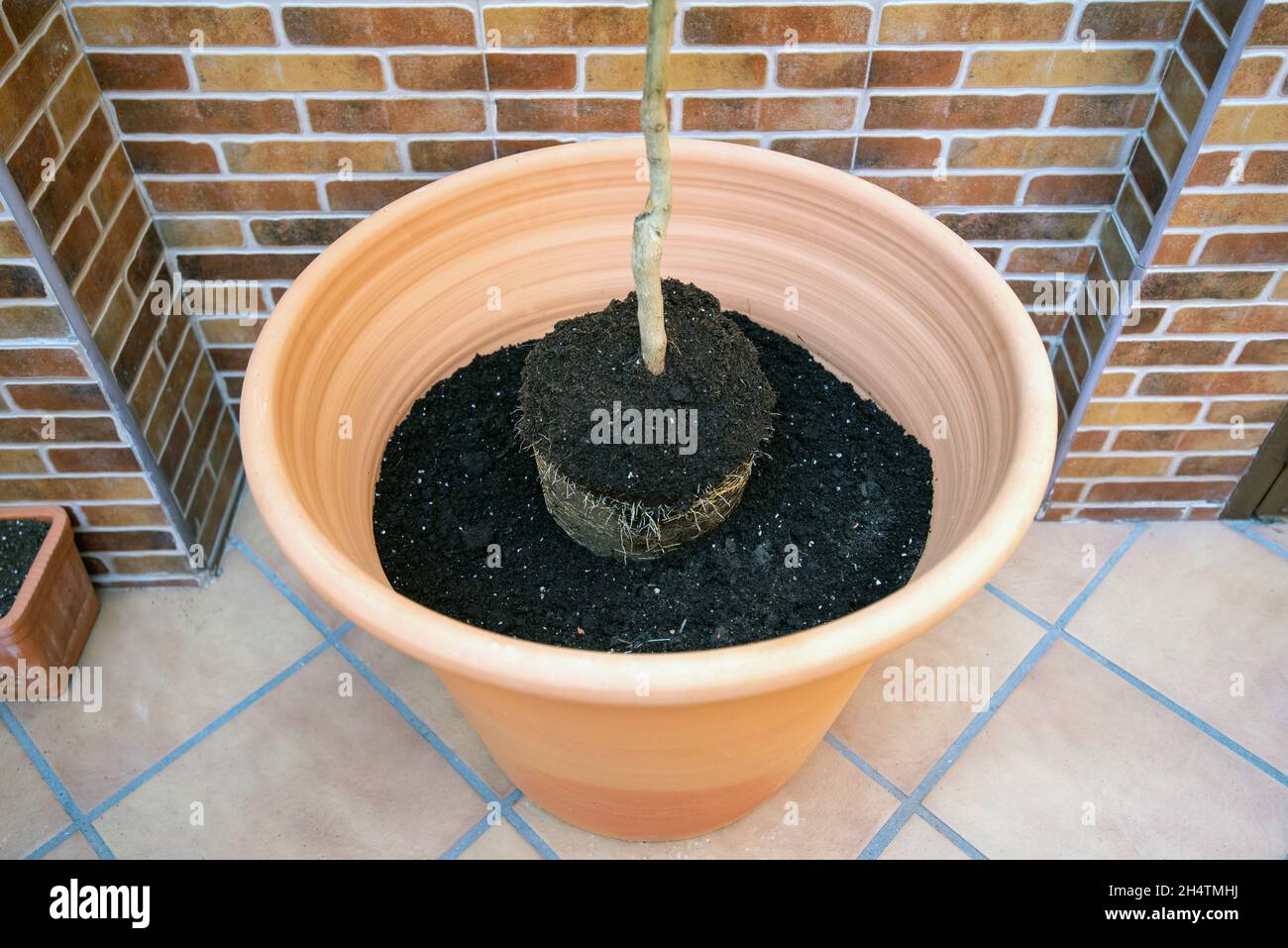 Large circular pot, half filled with soil with nutrients and a small tree to be planted on top. Stock Photo