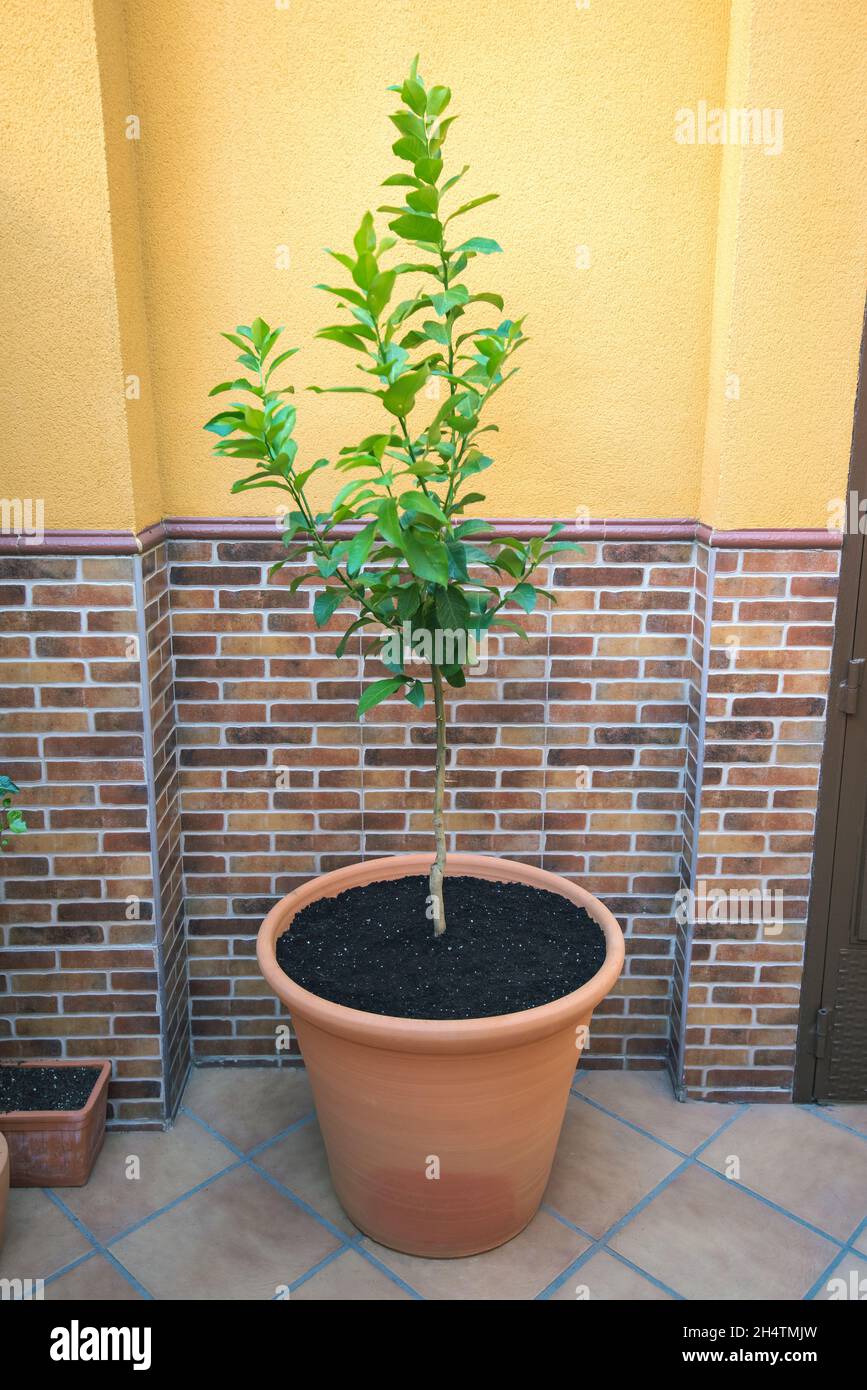Tree, specifically a lemon tree recently planted in a large circular pot. Stock Photo