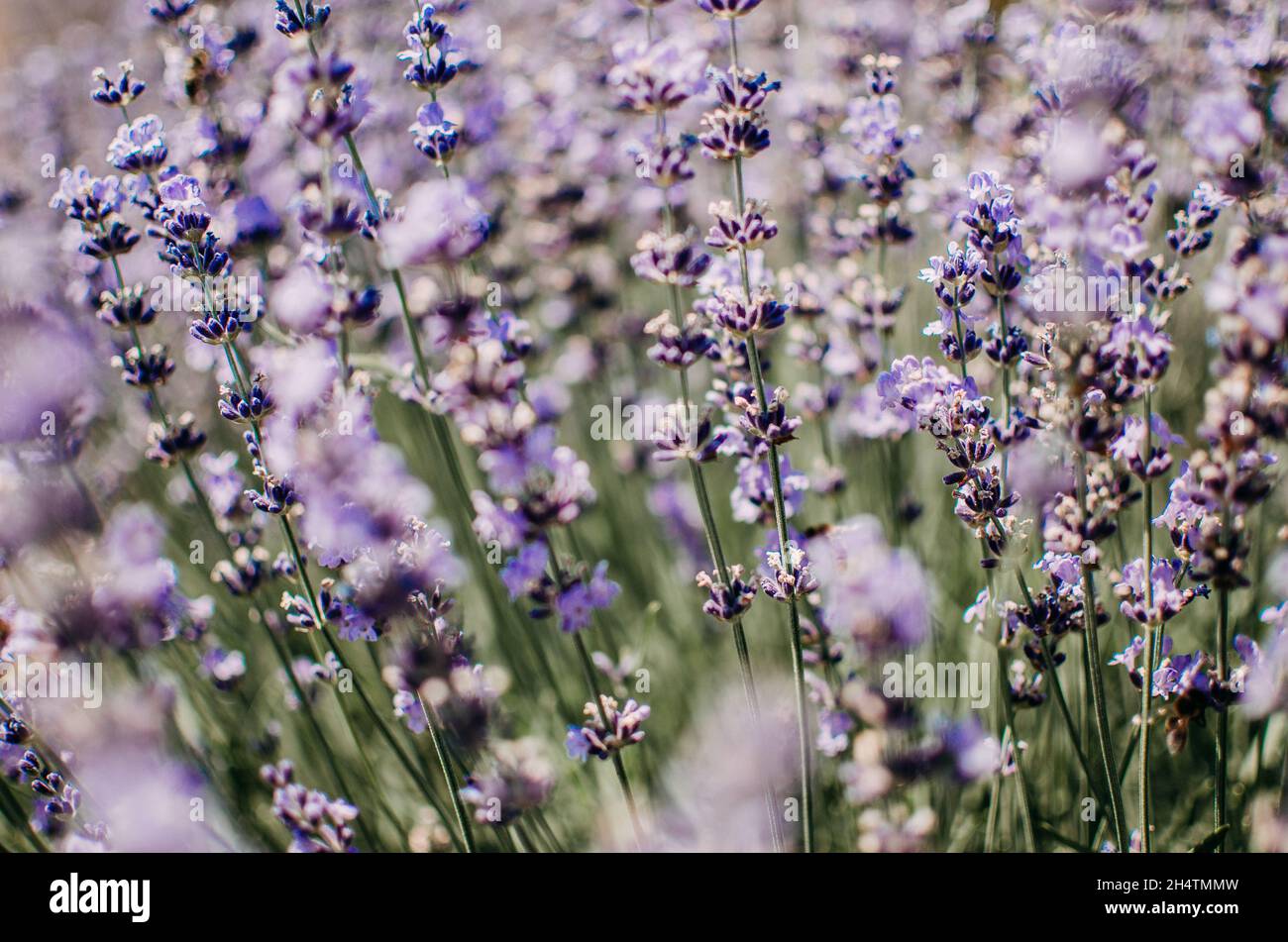 Close up of Lavender Flower in Lavender field during Summer at Countryside in Transylvania. Stock Photo