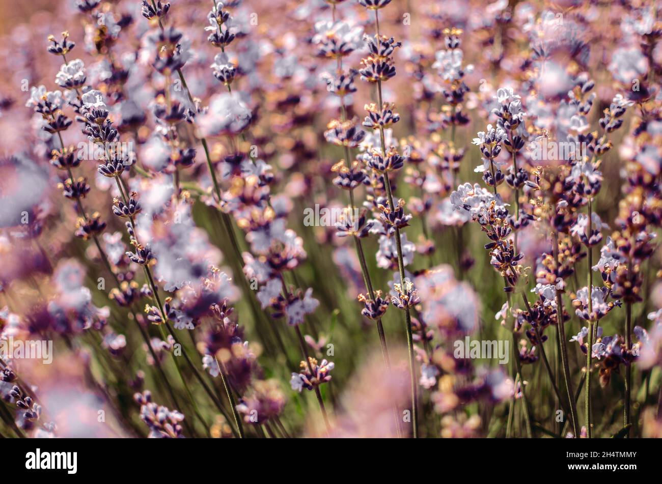 Close up of Purple Lavender Flower in Lavender field during Summer at Countryside in Transylvania. Stock Photo