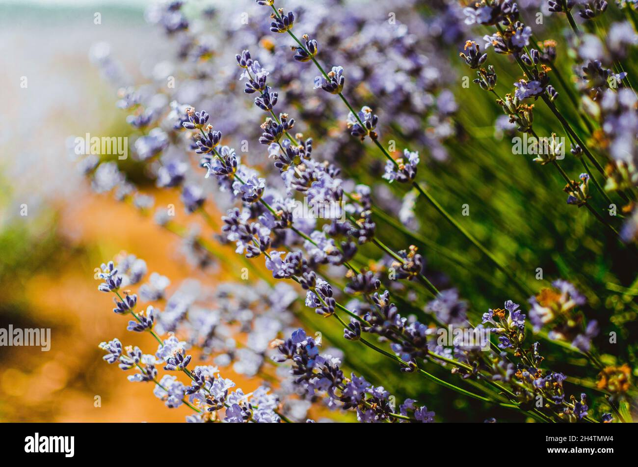 Close up of Purple Lavender Flower in Lavender field during Summer at Countryside in Transylvania. Stock Photo