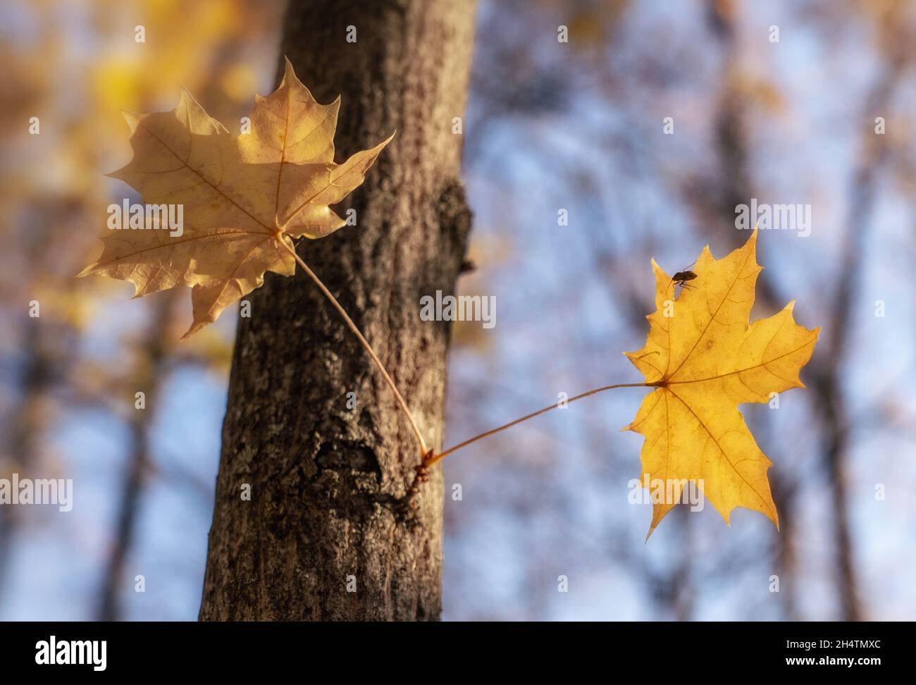 Selective focus of yellow maple leaves on a tree twig in the forest at ...