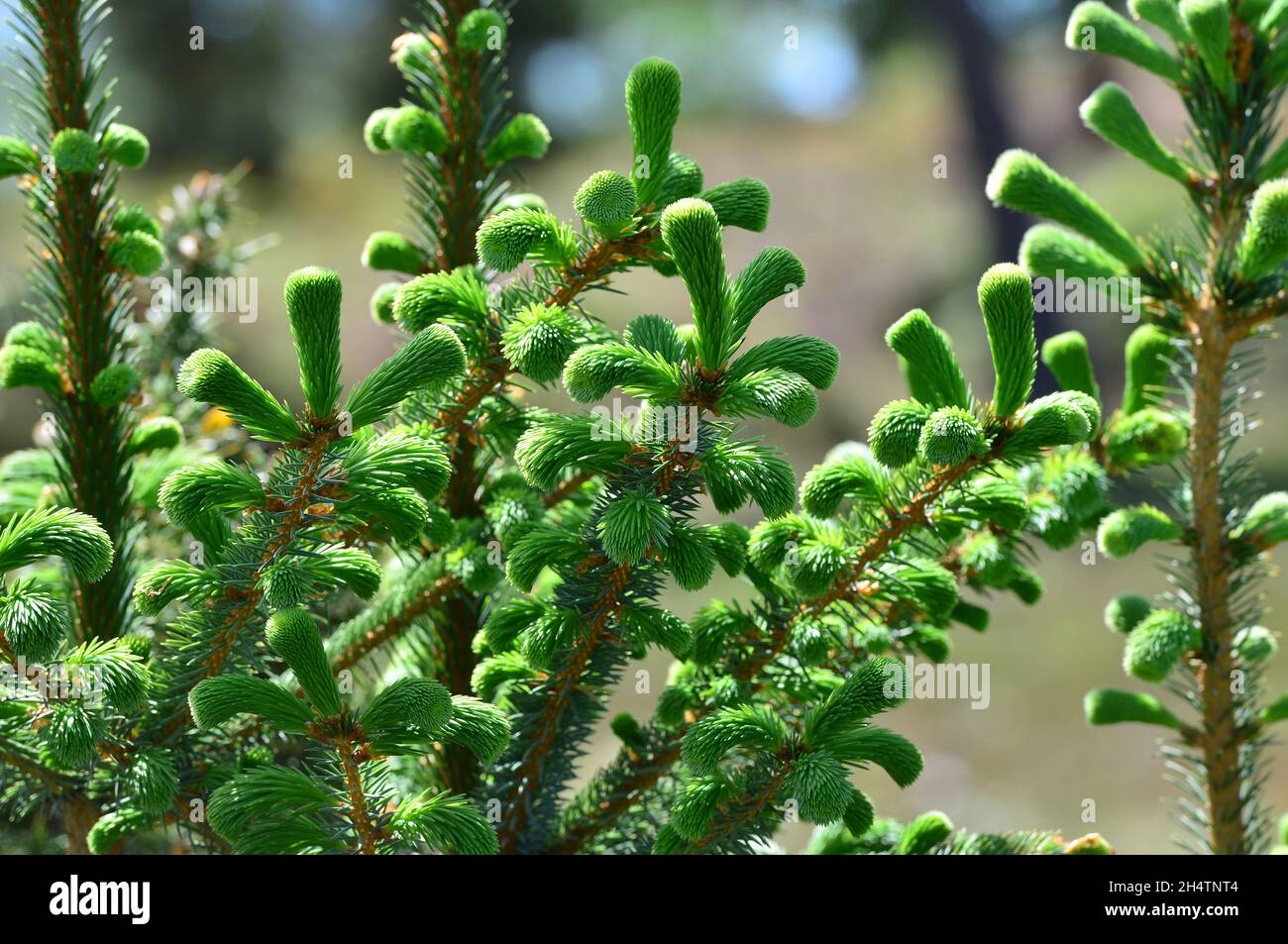 New growth on young Scots pine trees in spring. Arne, Dorset Stock Photo