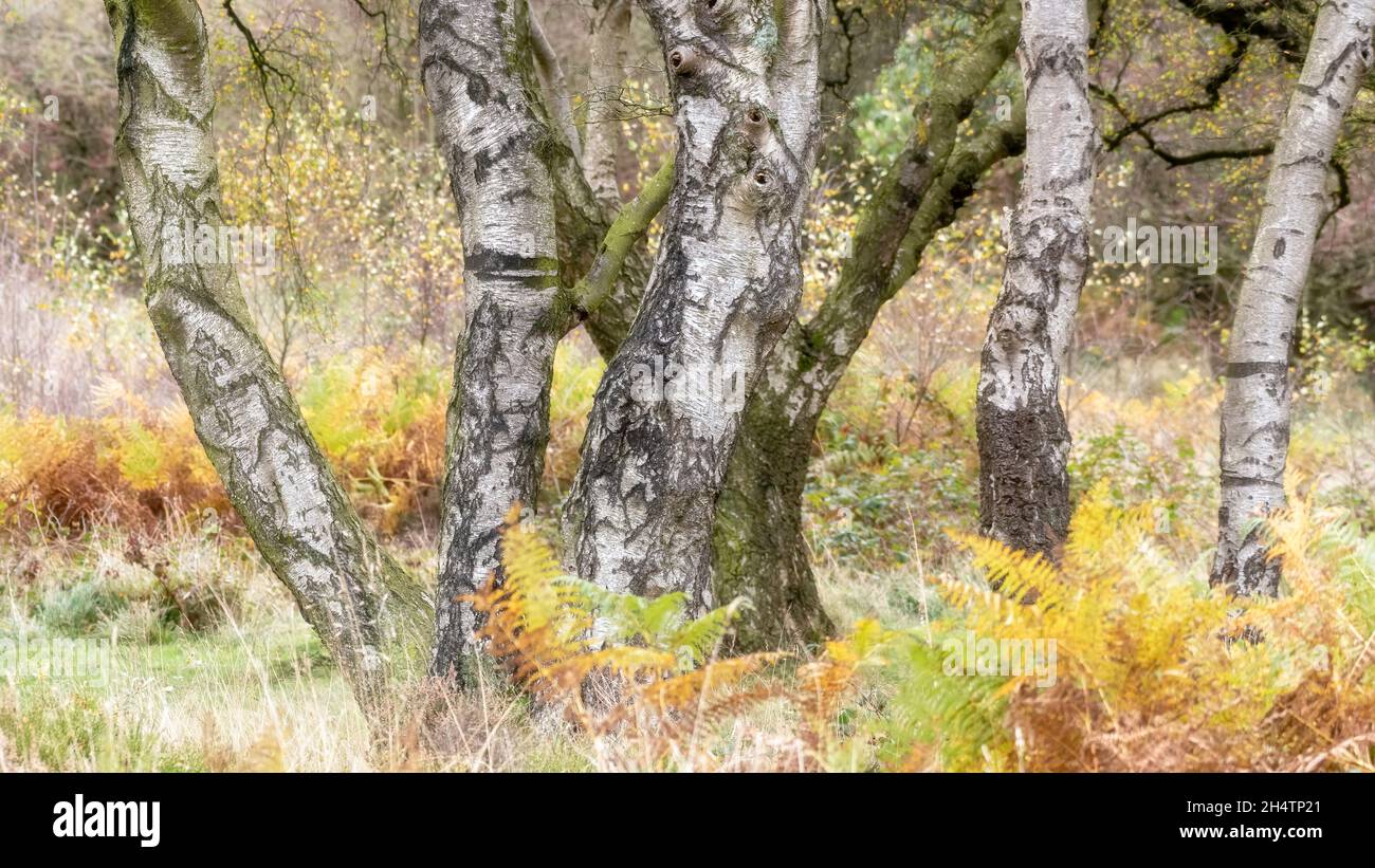Golden autumnal fall tree and leaf colours at Birches Valley, Cannock