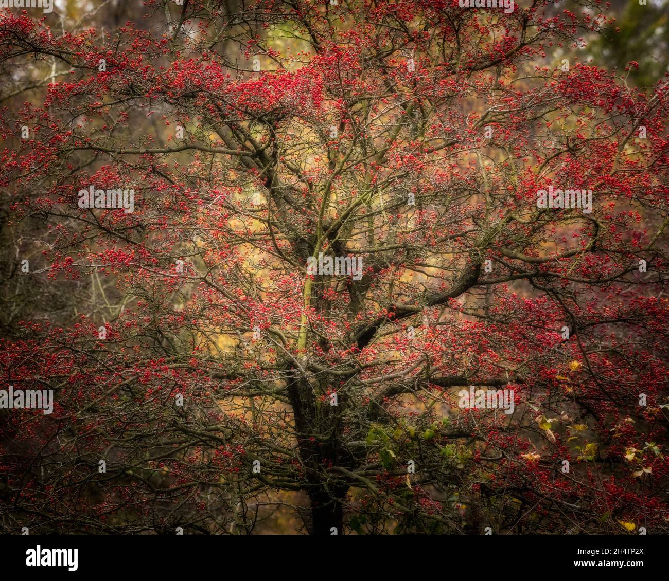 Vibrant autumnal fall red berries on a tree at Birches Valley, Cannock Chase in Staffordshire. Stock Photo