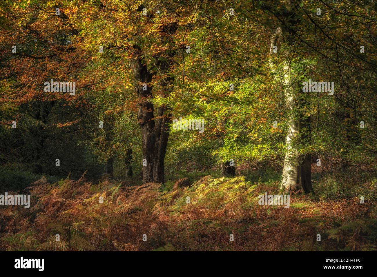 Golden autumnal fall tree and leaf colours at Birches Valley, Cannock Chase in Staffordshire, UK Stock Photo