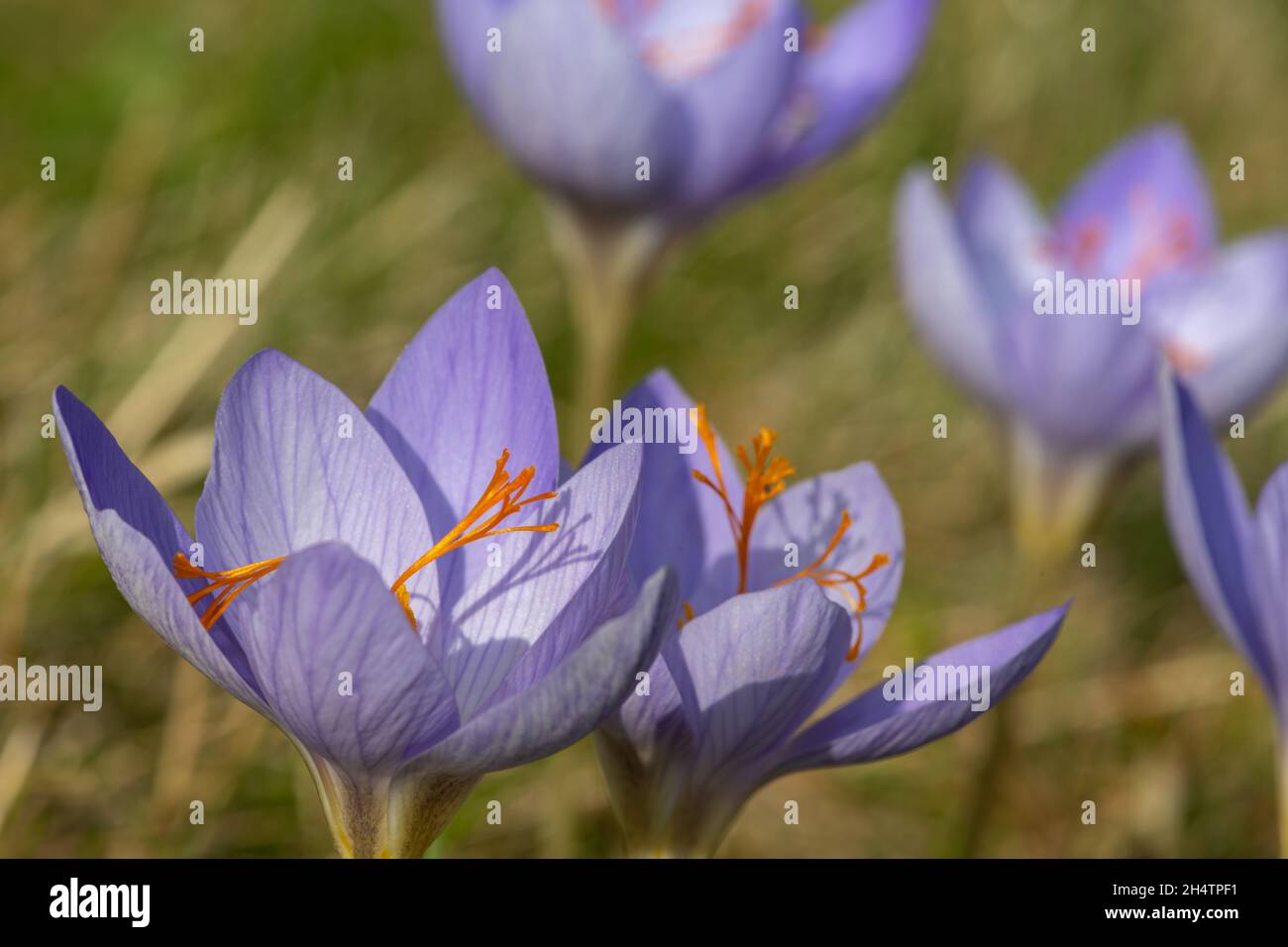 Close up of Biebersteins crocuses (crocus speciosus) flowers in bloom Stock Photo