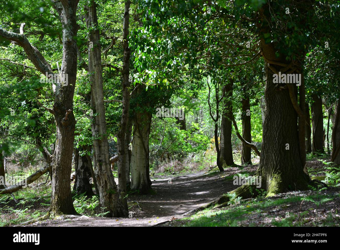 Arne nature reserve spring hi-res stock photography and images - Alamy